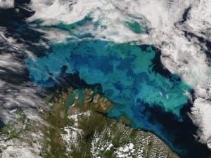Phytoplankton bloom in the Barents Sea taken from a NASA satellite.